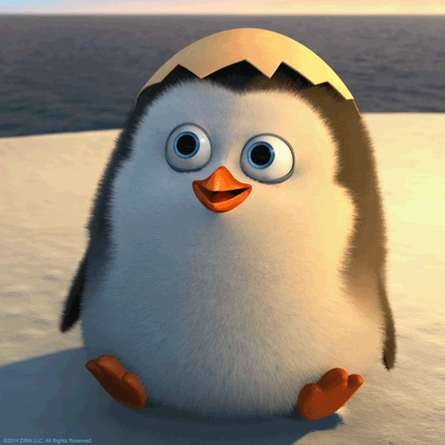 Hello-pingouins-de-madagascar